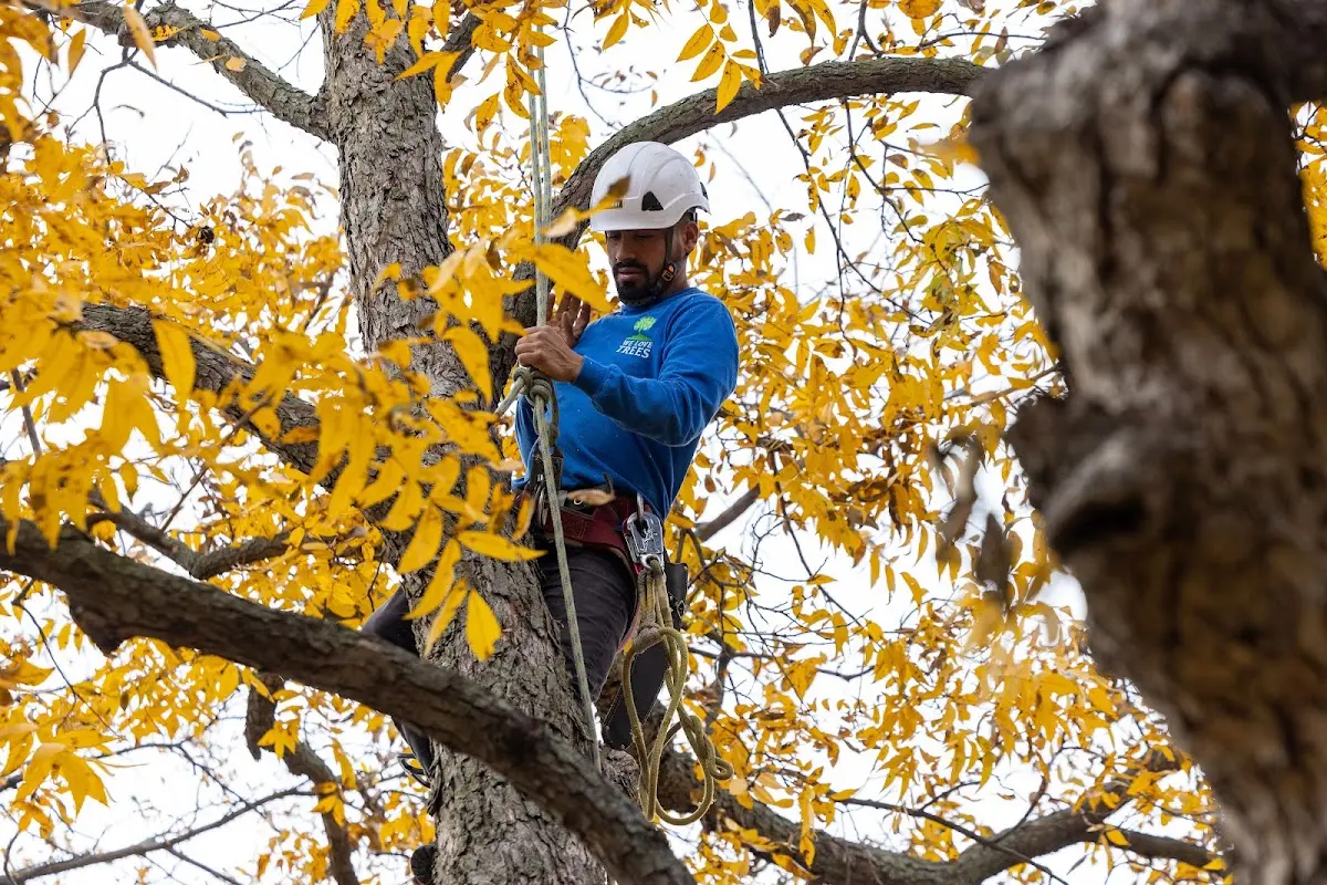 Skilled Emergency Tree Service crew working in Deerfield
